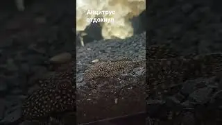 Ancitrus rested #шортс #animals #животные #тикток #tiktok #instagram #рек #топ #рыба #fish #TikTok