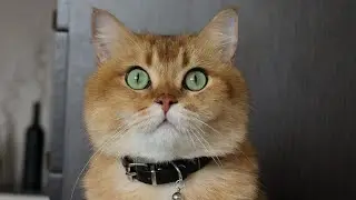 КАК ПОДСТРИЧЬ КОГТИ КОТИКУ? #золотаяшиншилла  #лучшийкот
