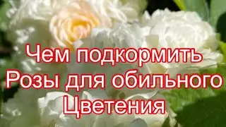 ЧЕМ ПОКОРМИТЬ РОЗЫ ДЛЯ ОБИЛЬНОГО ЦВЕТЕНИЯ?