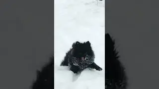 Очень хочет - домой , мальчишка шпиц ;)