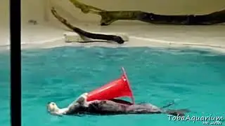 Interstellar Otter Meme
