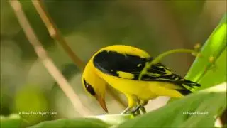 Birds of Mumbai - Indian Golden Oriole - Shot in Bhandup