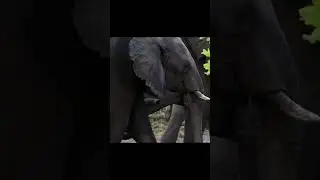 Wild Animal Fight Lion vs Elephant #short #wildlife