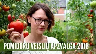 Pomidorų veislės: apžvalga tiesiai iš šiltnamio / 2018-ųjų sezonas