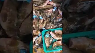 최고의횟감 붉바리 요새핫하네유 #fishing #낚시 #붉바리#낚시 #바다낚시