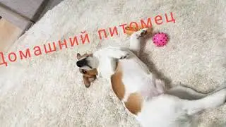 Домашний питомец/ что же случилось?/ разочарование.