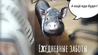 Ежедневные заботы. Деловая хрюшка