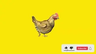 Hen walking around on green screen cartoon characters no copyright without sounds