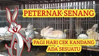 Pagi pagi dapat berkah ; Kelinci beranak