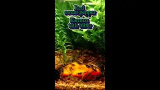 Chili feast of shrimps 🌶️ Planted Fish Bowl - NO filter, NO CO2, NO Ferts 7 Gallon Nano Tank