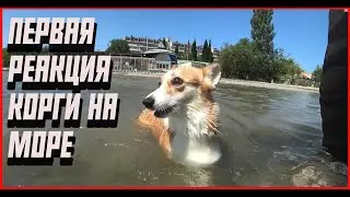 ПЕРВАЯ РЕАКЦИЯ КОРГИ ТЭЙ НА МОРЕ