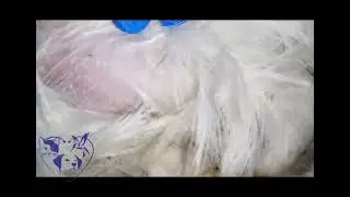 bird lice