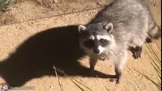 rac