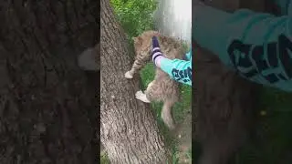 Как Маркиз покоряет дереао