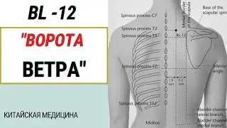 ФЭН -МЭНЬ (BL 12). МЕРИДИАН МОЧЕВОГО ПУЗЫРЯ. КИТАЙСКАЯ МЕДИЦИНА.