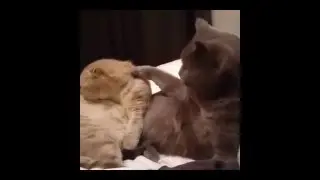 The British fold cat washes another :)