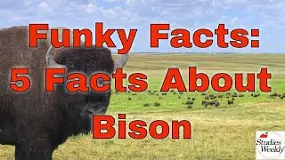 Studies Weekly Funky Facts: 5 Facts about Bison