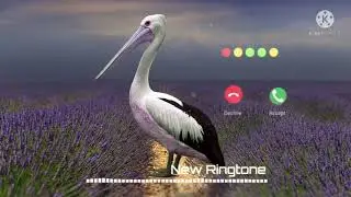 Funny Voice Message Notification Ringtone Cute Voice Message Ringtone sad sms ringtone love sms