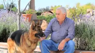Vida de Perros TV: EL PASTOR ALEMÁN