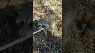 Racoon #ALsOutdoors #westvirginia #trapping