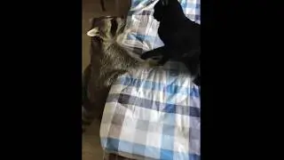 Енот Тема борется с котом