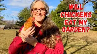 Chickens in the Garden