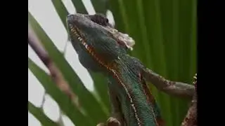 Son  Necesarios los animales en la actualidad 