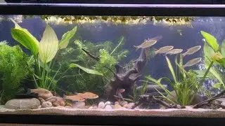 UK Coarse fish aquarium, Oct 2024.