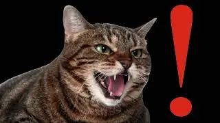 Our new channel! ➤ Chechnya Cat BloHer