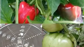 Заехали к МАМЕ/ЗАГОТОВКИ продолжаются 🍒🥦🥒