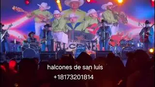 los halcones de san luis, amor limosnero en vivo