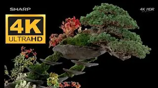 SHARP DEMO 4K HDR (60FPS) BONSAI