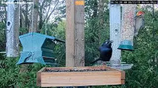 Grackle attack at BWHQ