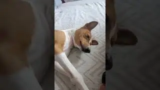 Собака просит погладить. Басенджи Рональд.