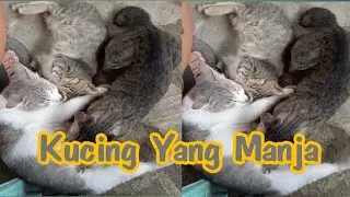 Meskipun sudah besar kucing ini masih manja dan menyusu induknya #kucing #cat #badiwatat3