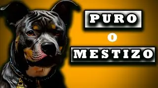 🟢 Pitbull Original | Como Saber Si Mi Pitbull Es Puro