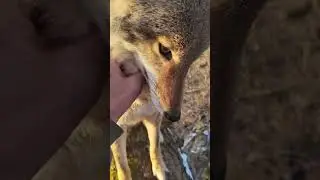 Should coyote become pet? #coyote #weavethecoyote