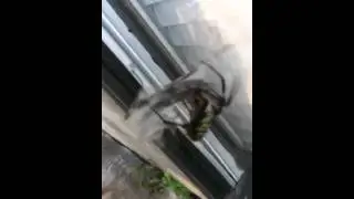 Praying mantis vs spider