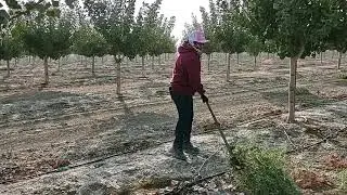 10/5/2021 limpia de árboles de pistachos