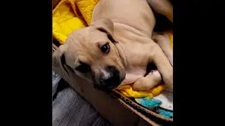 Самый милый щенок стаффода умудрился заснуть в коробке