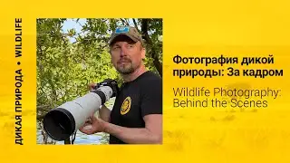 Фотография дикой природы: За кадром | Wildlife Photography: Behind the Scenes