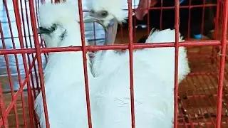 WOOFCAM: Asong Nanghahabol Ng Manok