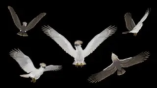 Great Philippine Eagle - Flying Loops and Transitions
