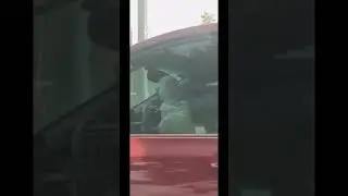 How Many Times Have You Seen A Dog Driving The Car!