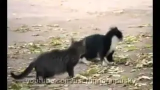 Собака разнимака