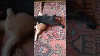 Не детские игры пушистых бандитов.