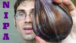 Nipa Palm Review - Weird Fruit Explorer in Thailand - Ep. 80