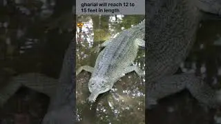 Fun facts about gharials you never knew | Discover with Sabi
