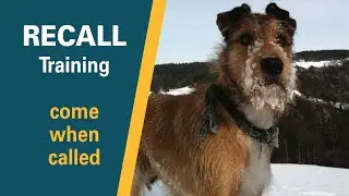 Recall Training | Teach a dog to come when called  | Full obedience tutorial with SIT PRESENT