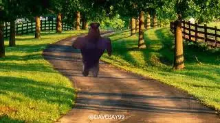 Run Forrest Run! (Officer Earl Running Meme)